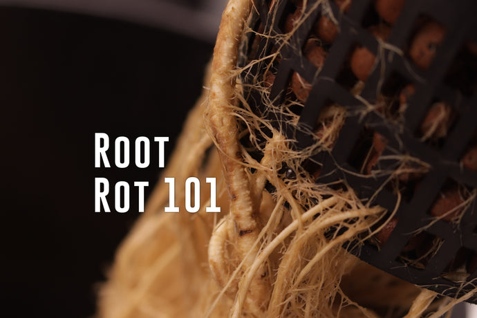 Root Rot 101