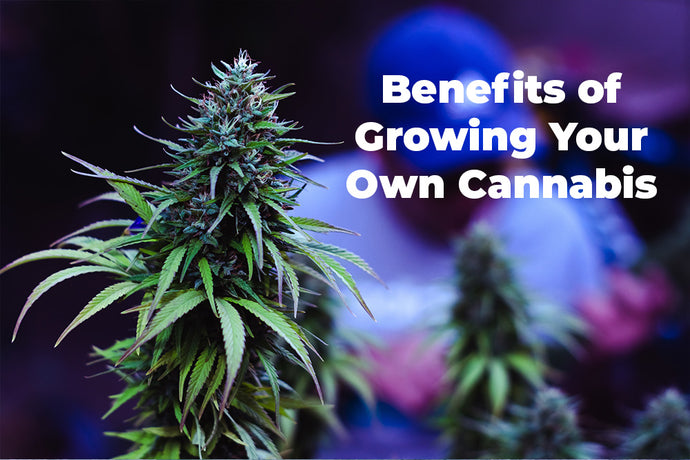 The Benefits of Growing Your Own Cannabis: Take Control of Your High
