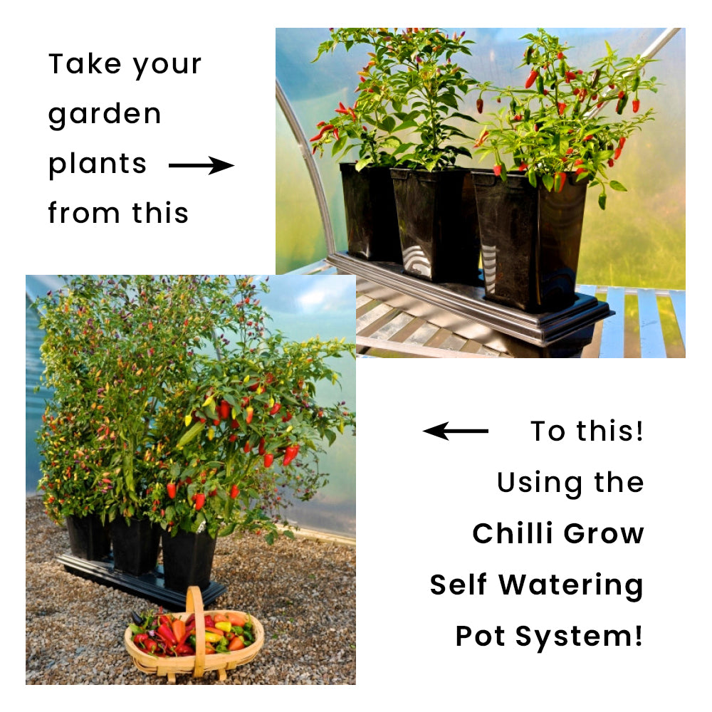 Chilli Grow Self Watering Pot System